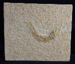 Leptolepides sprattiformis (BLAINVILLE 1818) - Bild © FossNet FossilienStore